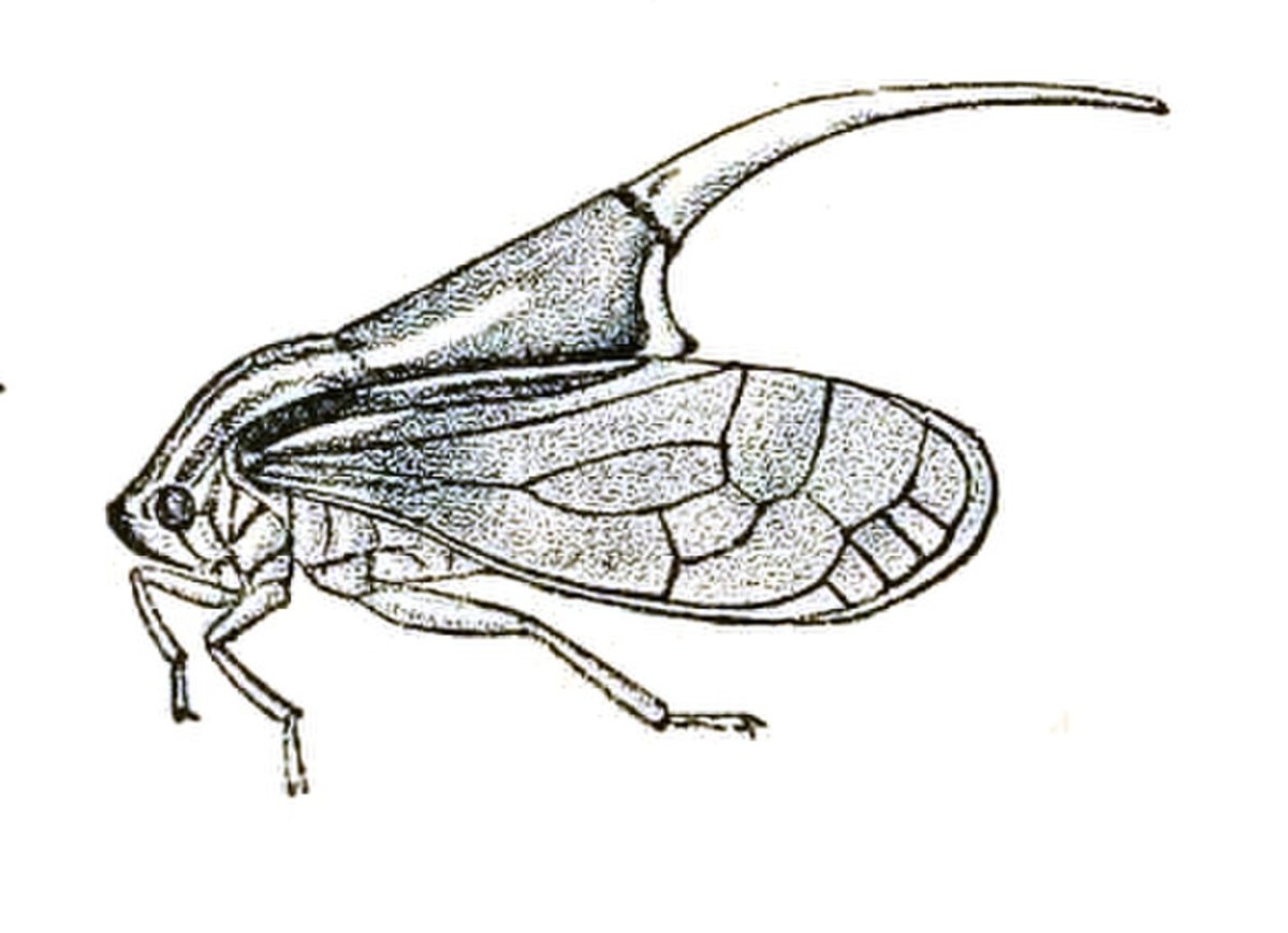 Прямокрылые медведка