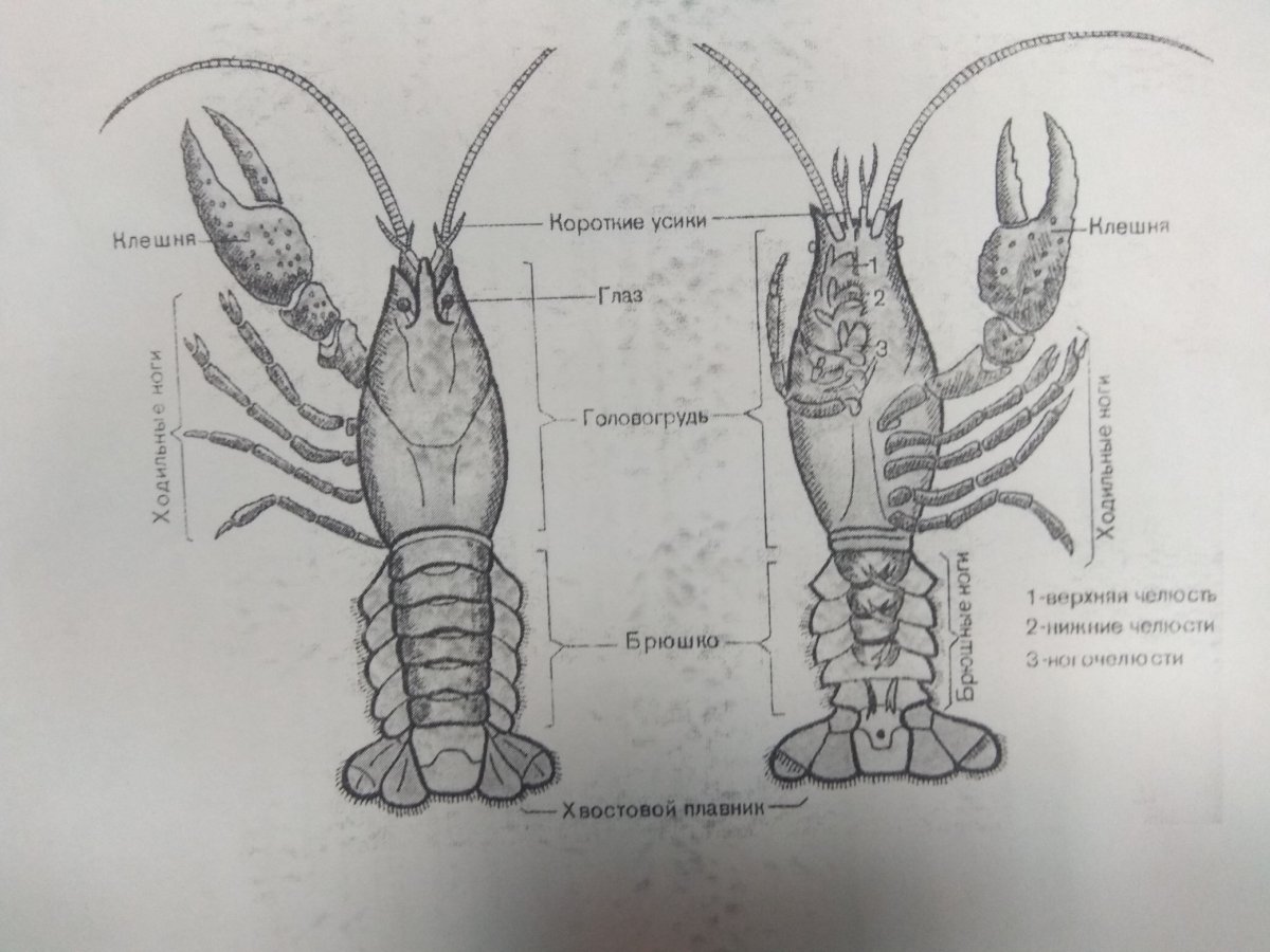 Жук Рогач раскраска