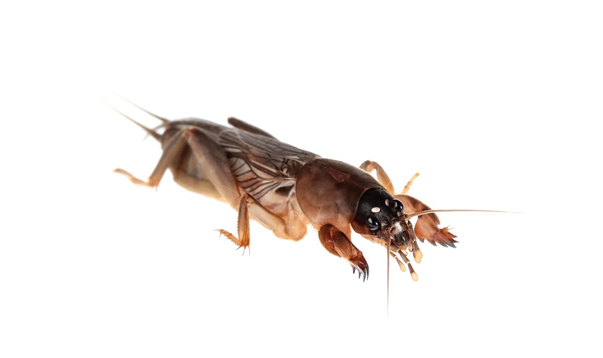 Amphicyllis globiformis