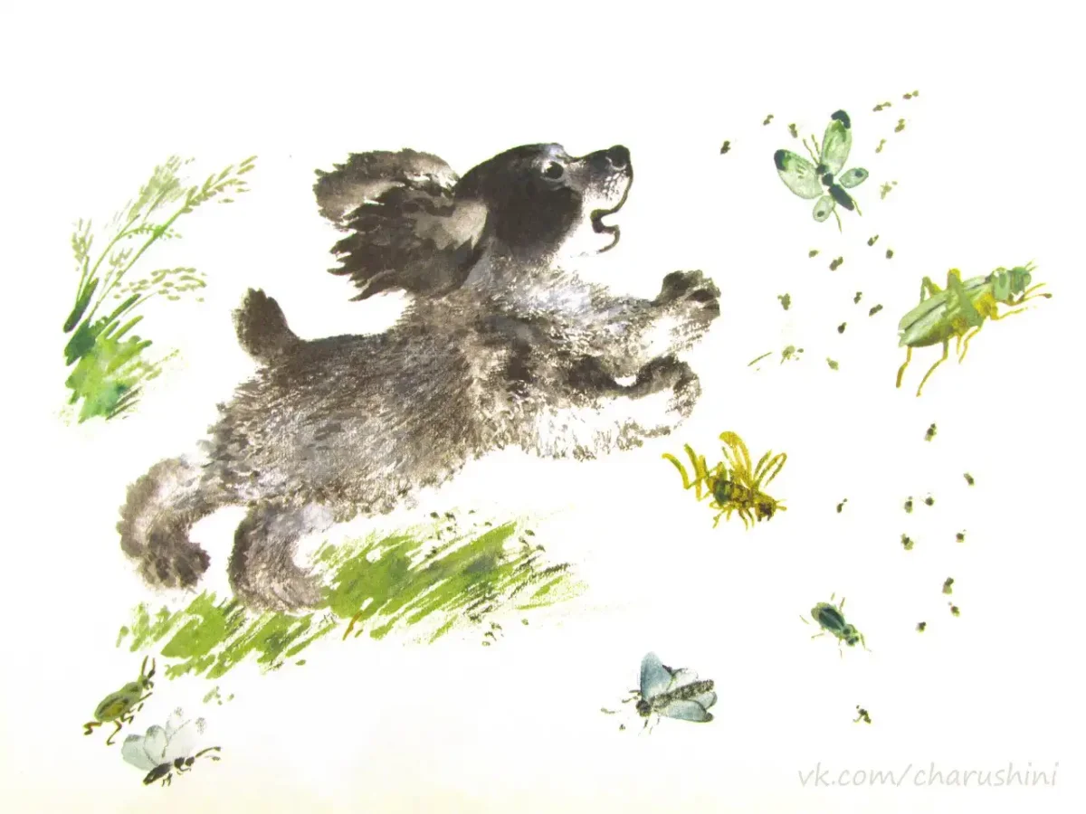 Чарушин Евгений Иванович иллюстрации