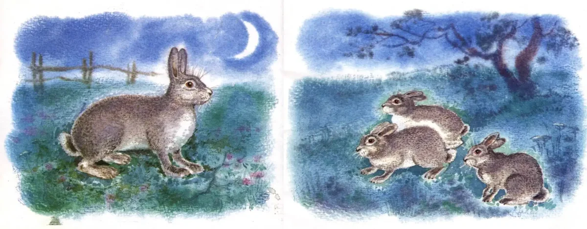 Чарушин на нашем дворе иллюстрации