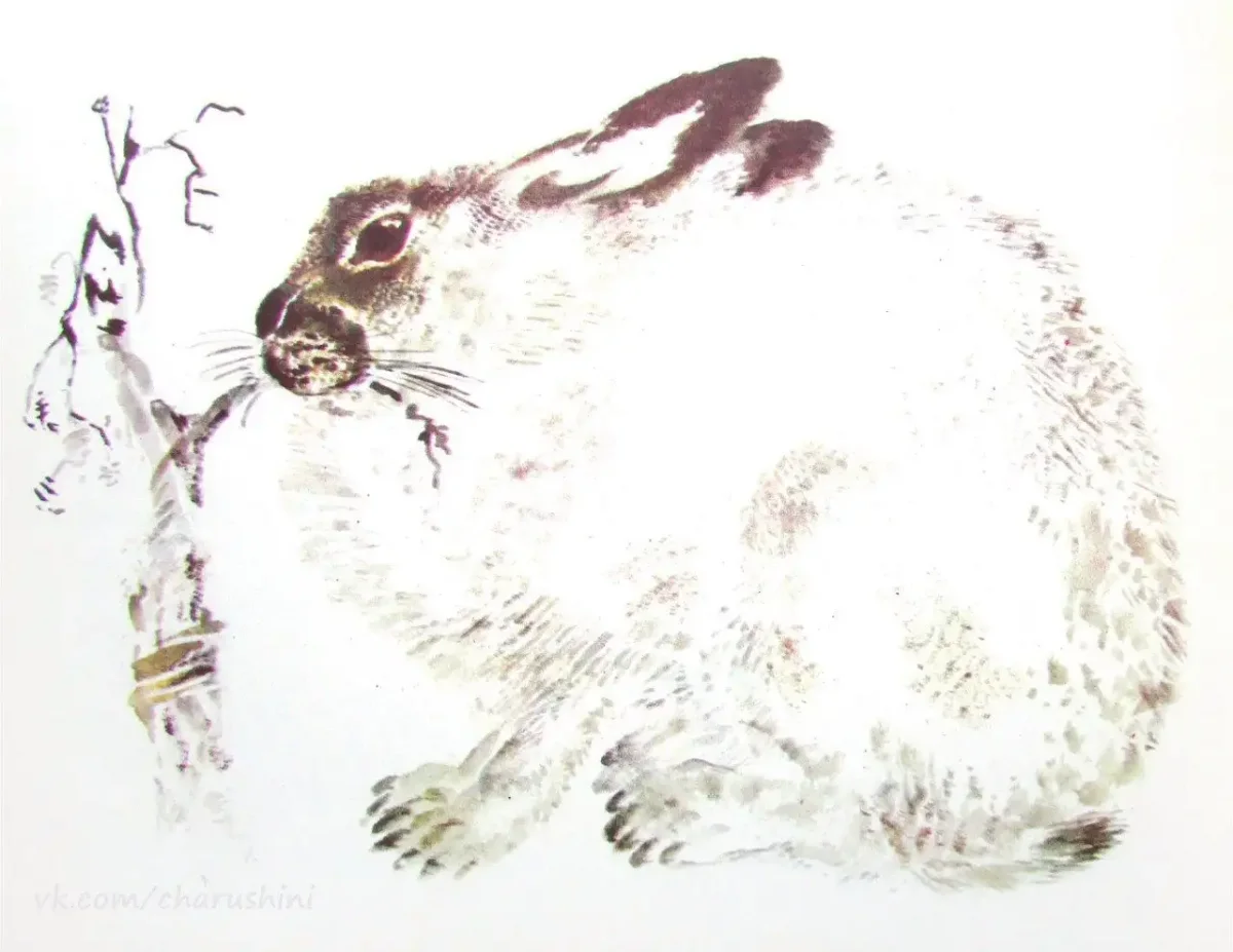 Евгений Чарушин лисята
