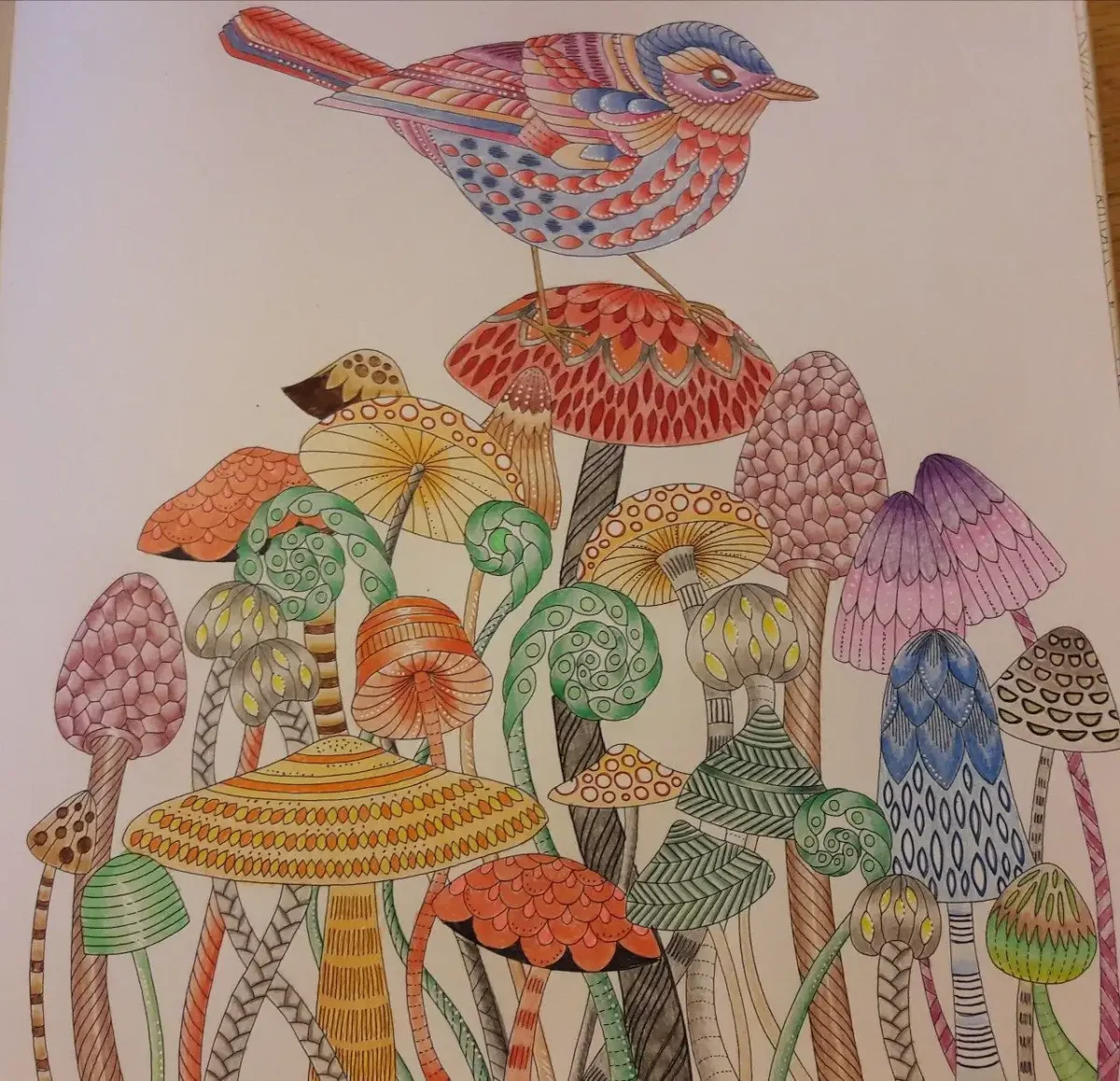 Милли Маротта петух