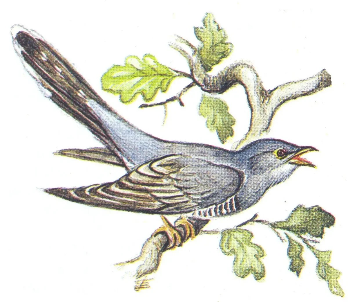 Варя и Чиж толстой