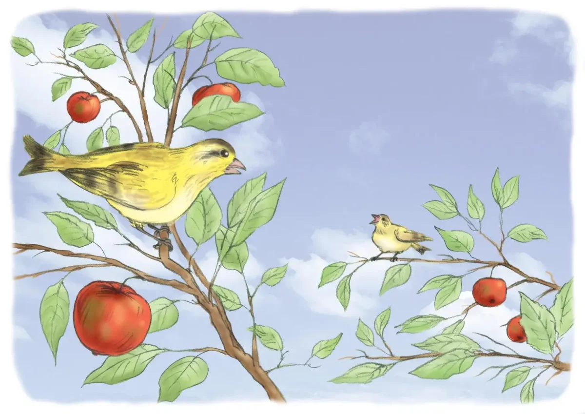 Голубь для раскрашивания детям