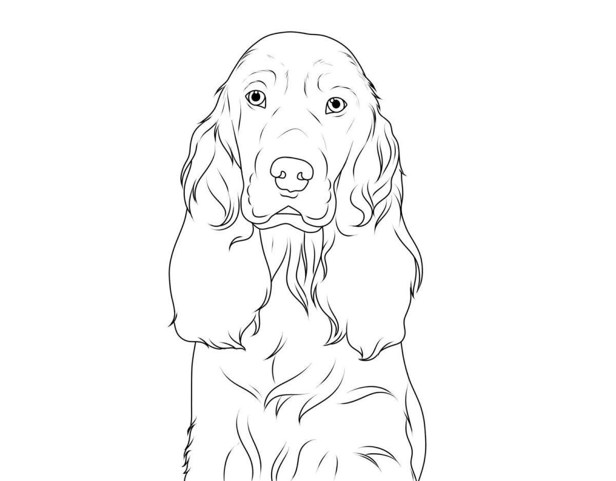 Раскраска собака кокер спаниель