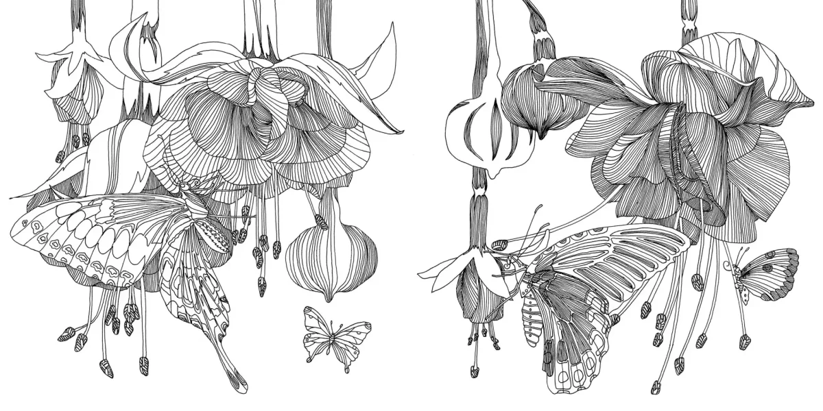 Рододендрон Шлиппенбаха рисунок