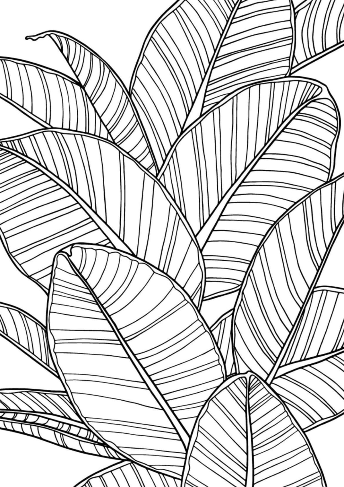 Лимонное дерево