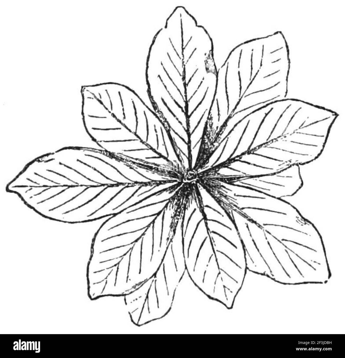 Комнатные растения карандашом