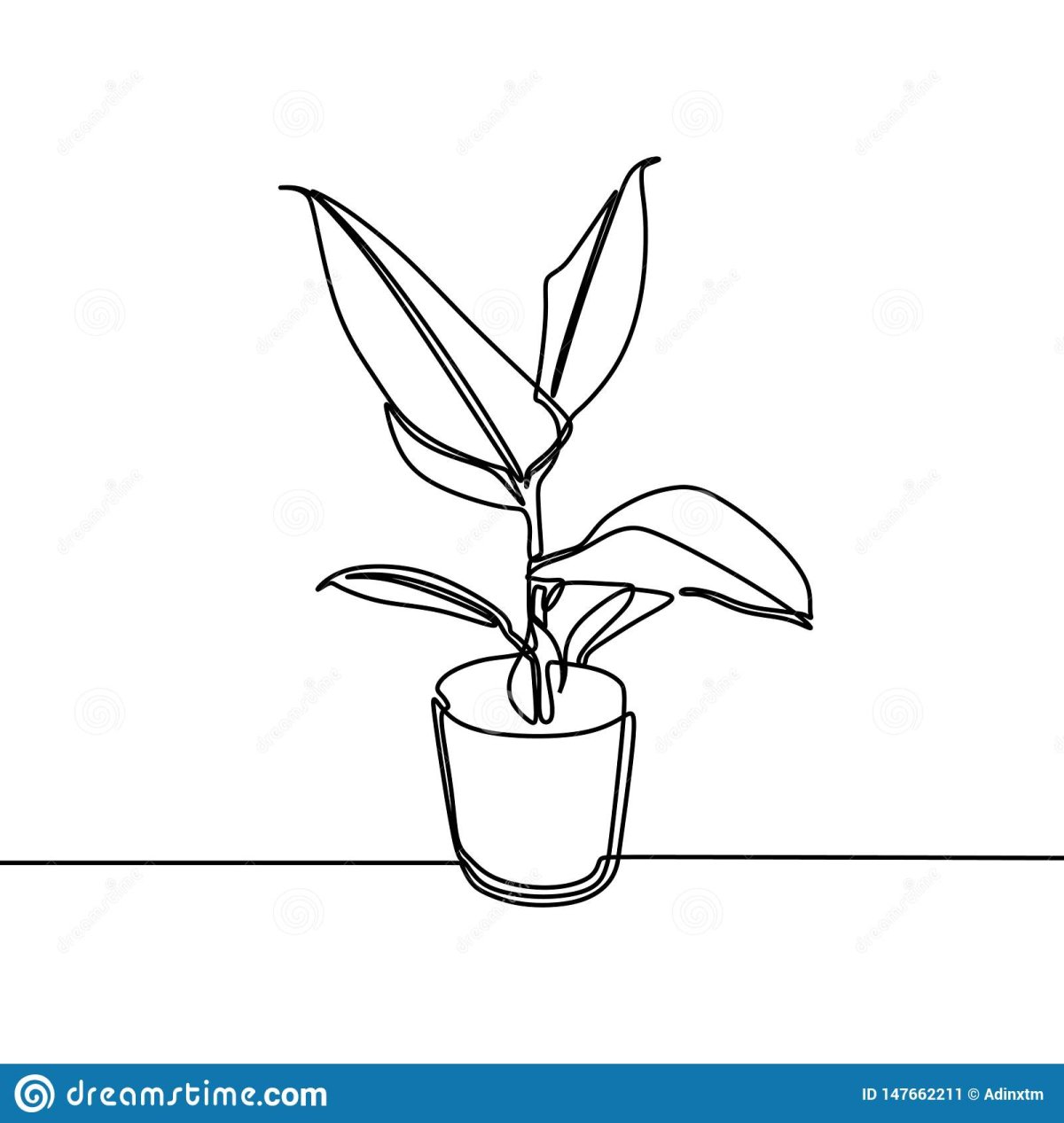 Фикус лирата карандашом