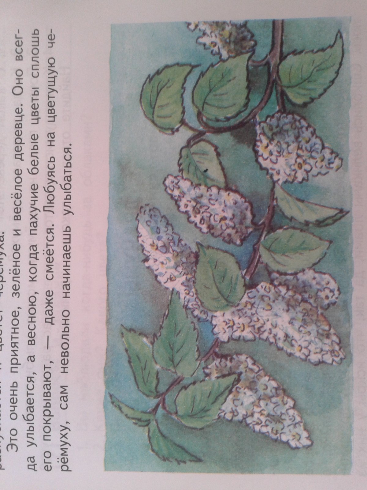 Черёмуха душистая рисунок