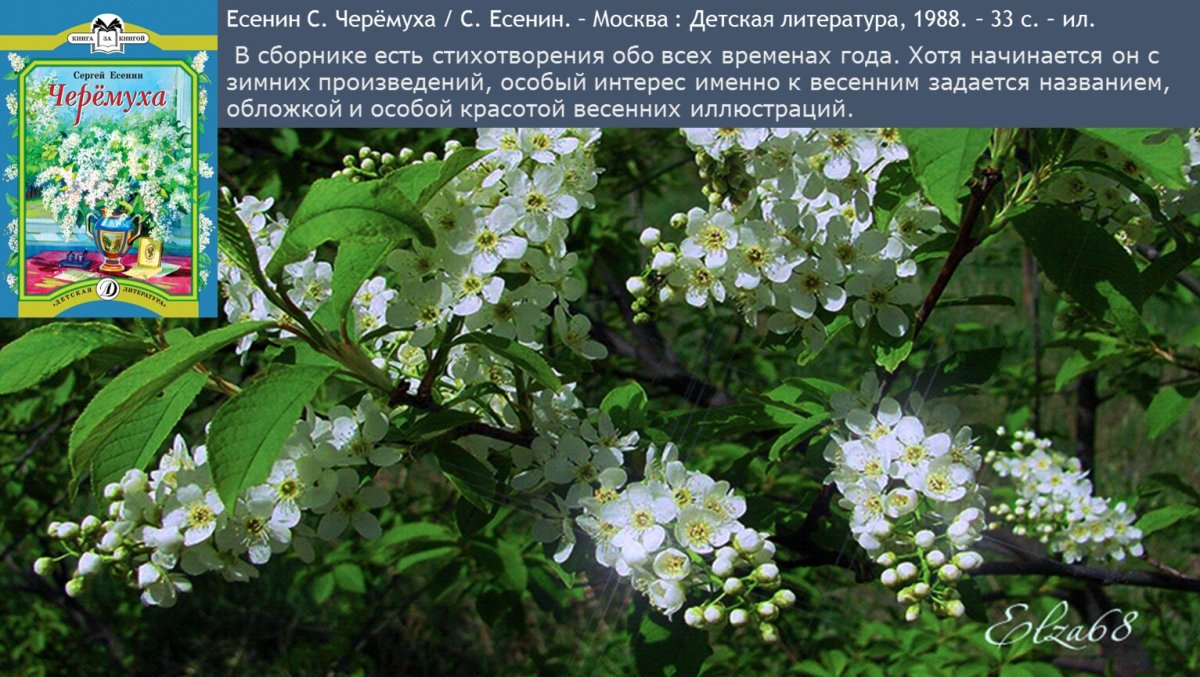 Сергей Александрович Есенин черемуха