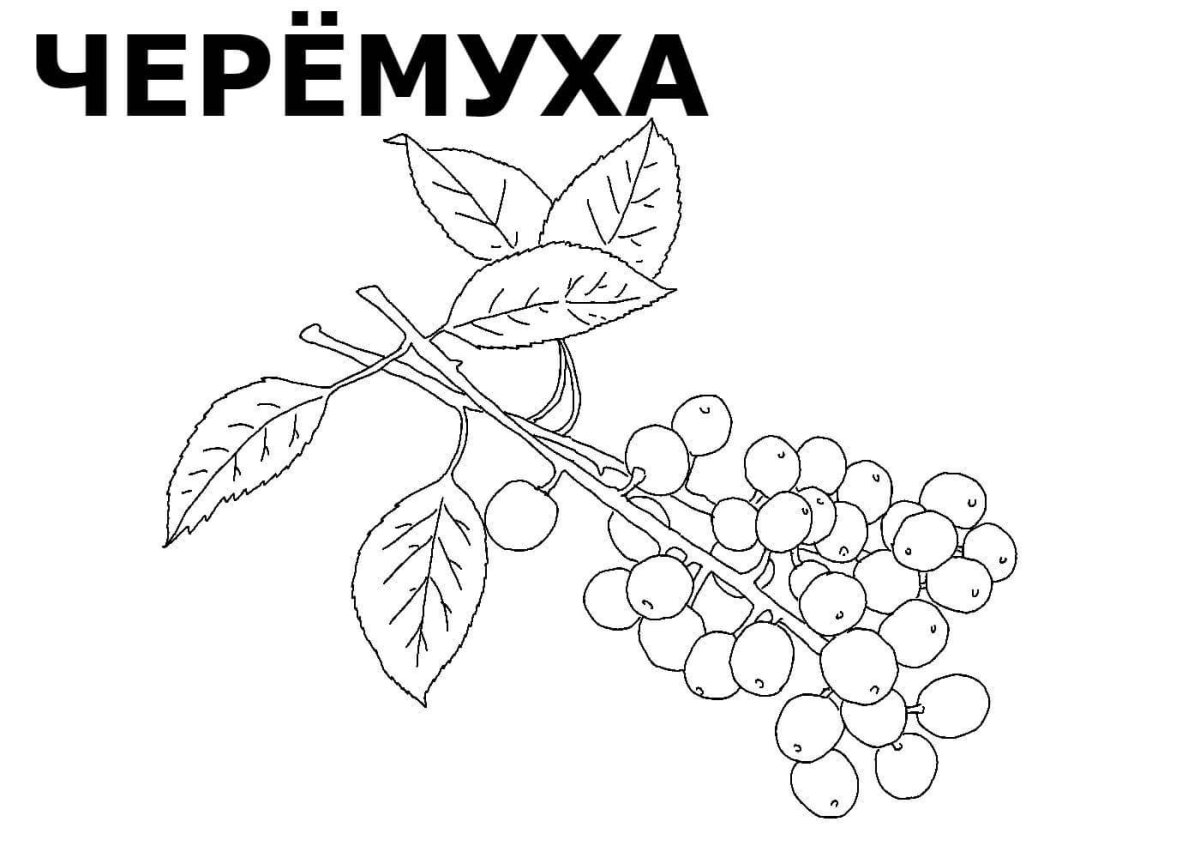 Черемуха раскраска для детей