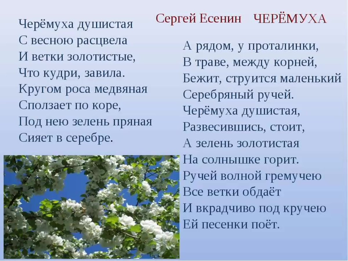 Есенин черёмуха душистая