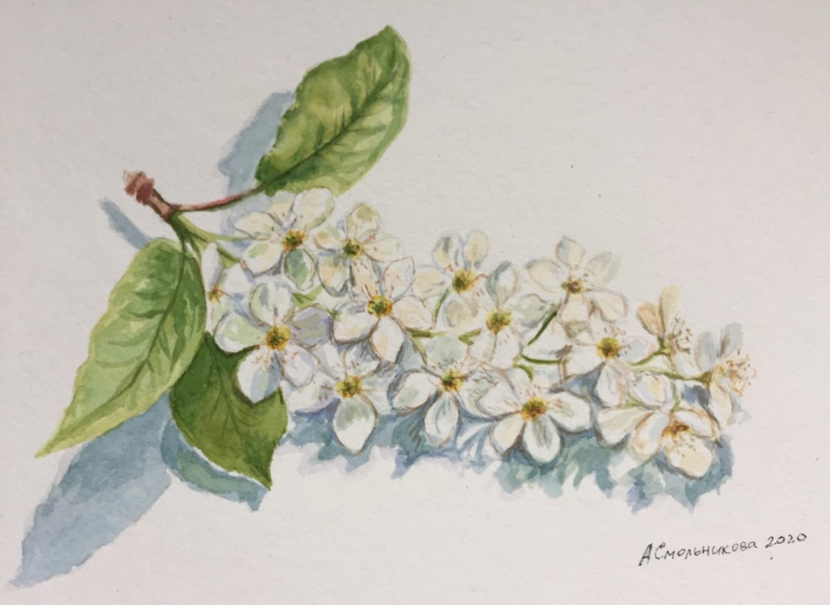 Ветка черемухи акварель