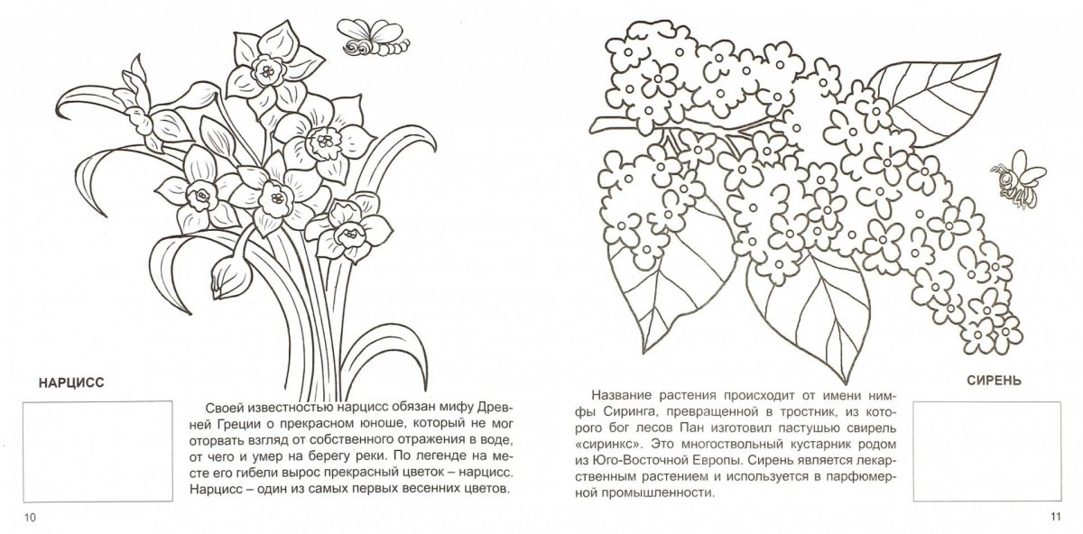 Сирень раскраска