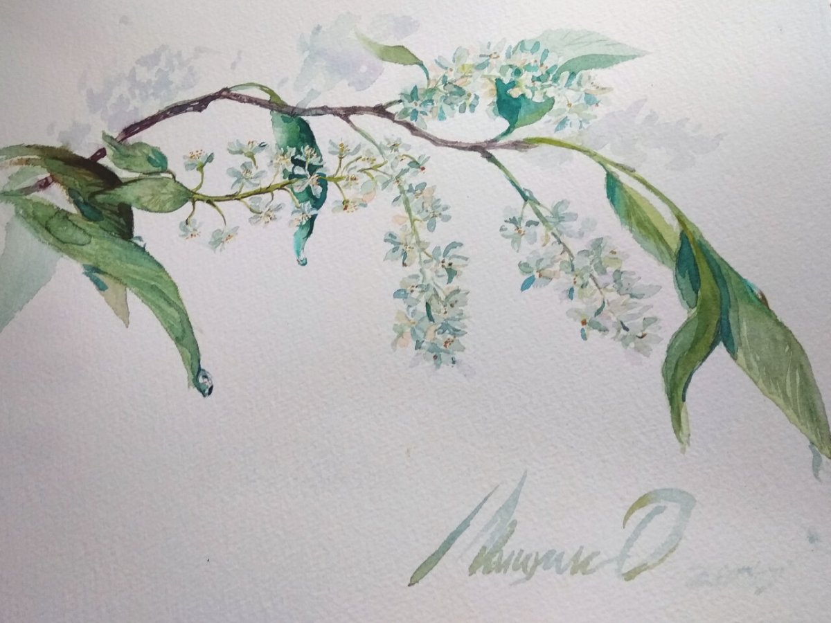 Черемуха акварелью
