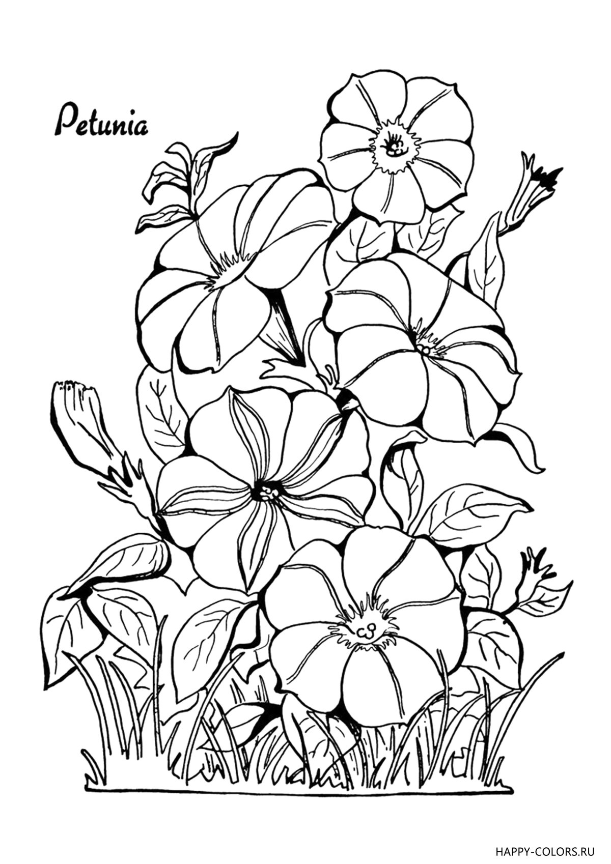 Раскраска петуния цветок