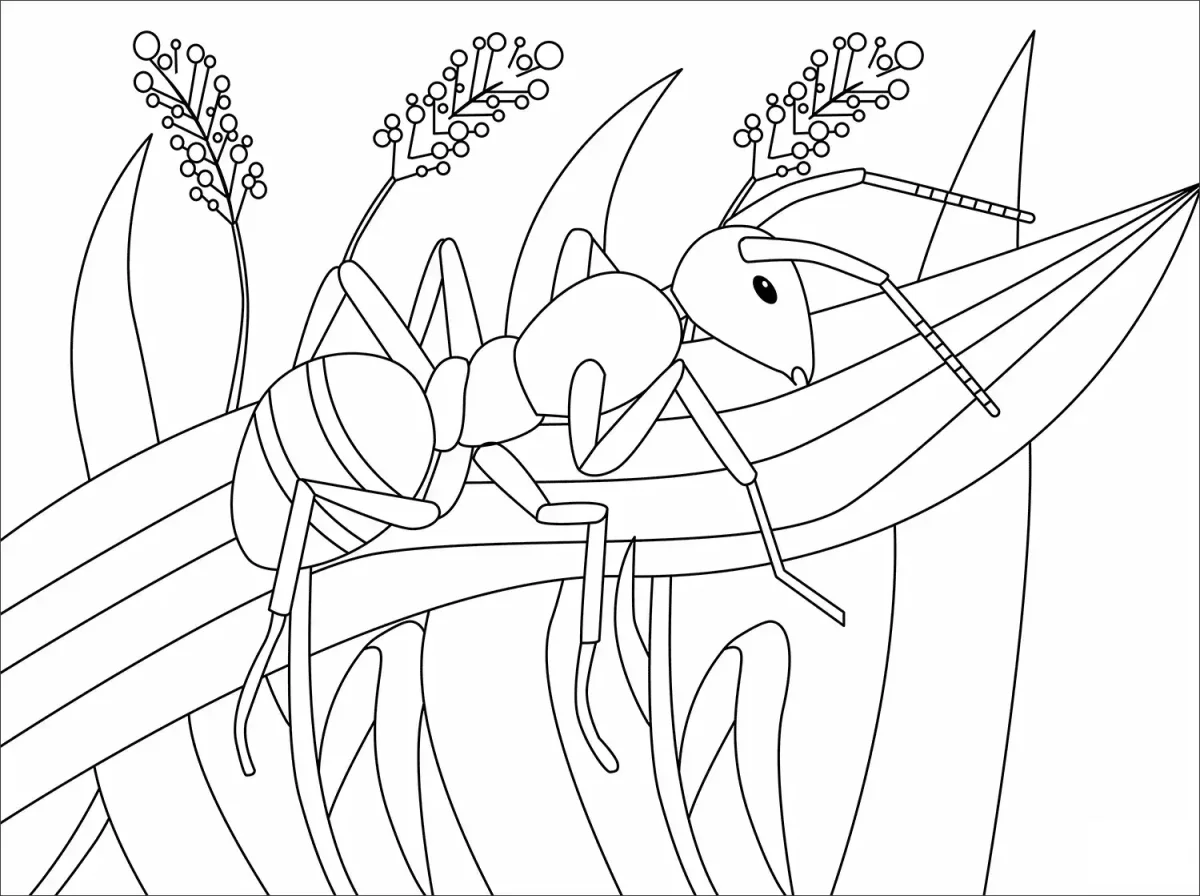 Муравей раскраска