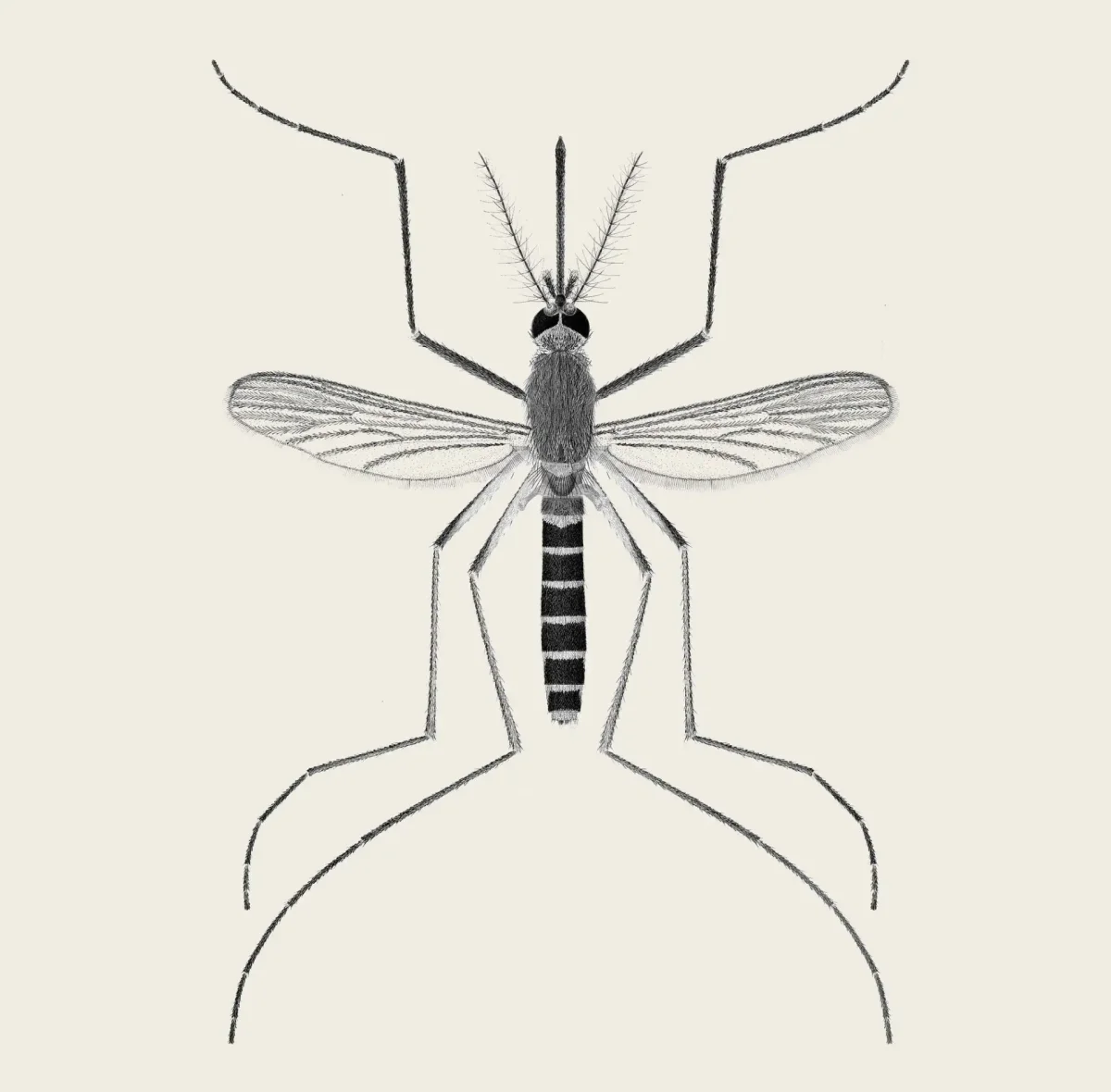 Комар кулекс биология