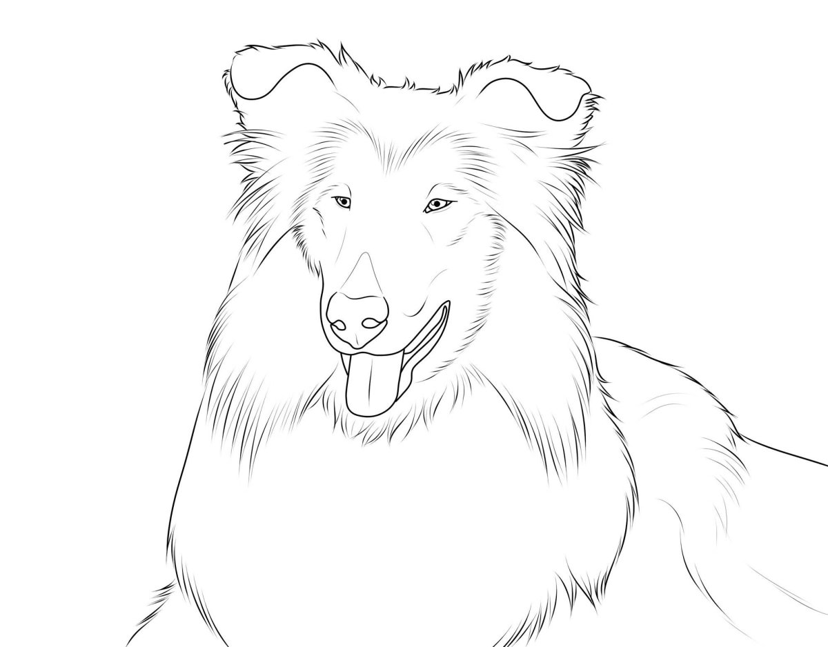 Разукрашки собаки колли