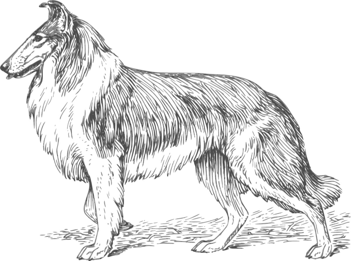 Колли карандашом