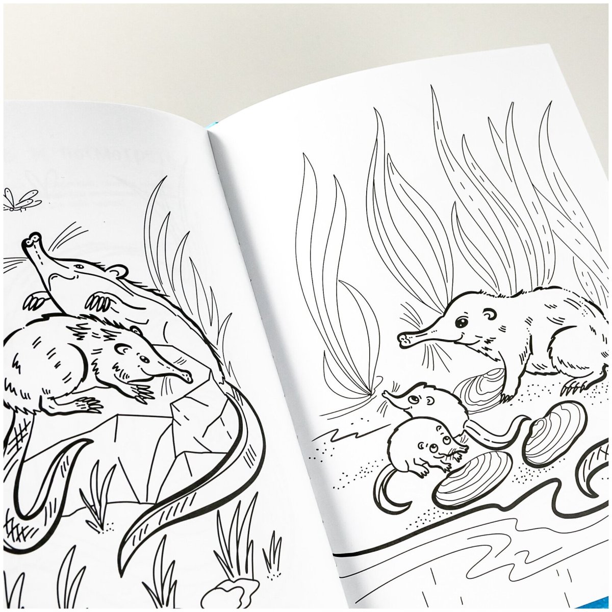 Бурозубка обыкновенная