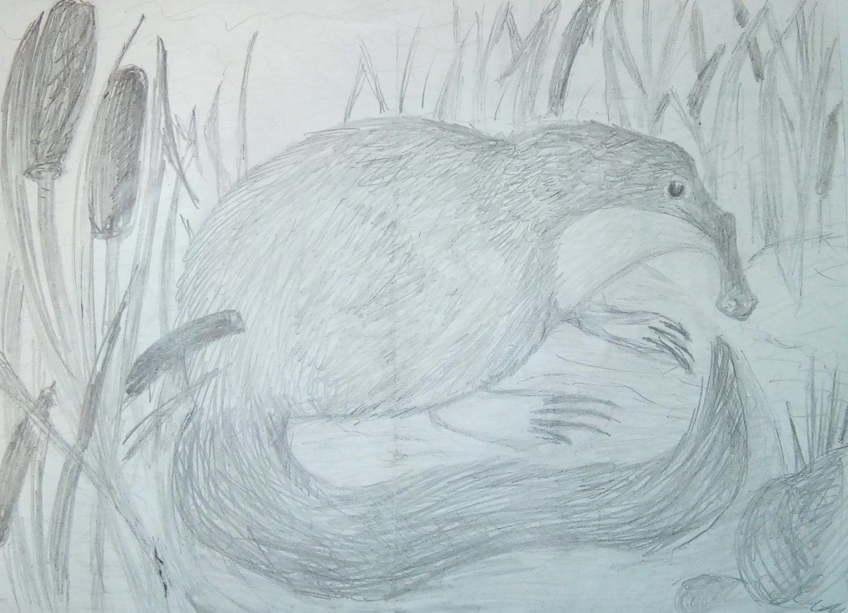 Крупнозубая бурозубка