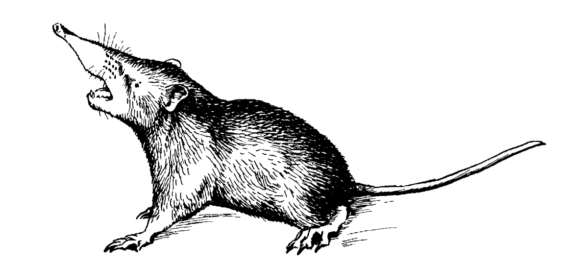 Крот раскраска