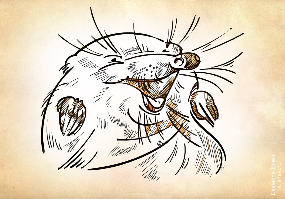 Русская выхухоль ареал обитания