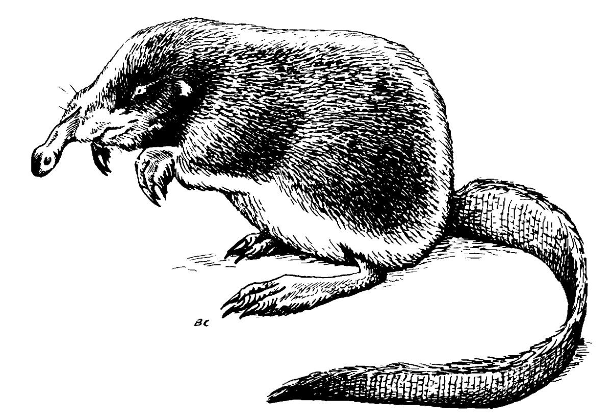 Русская выхухоль