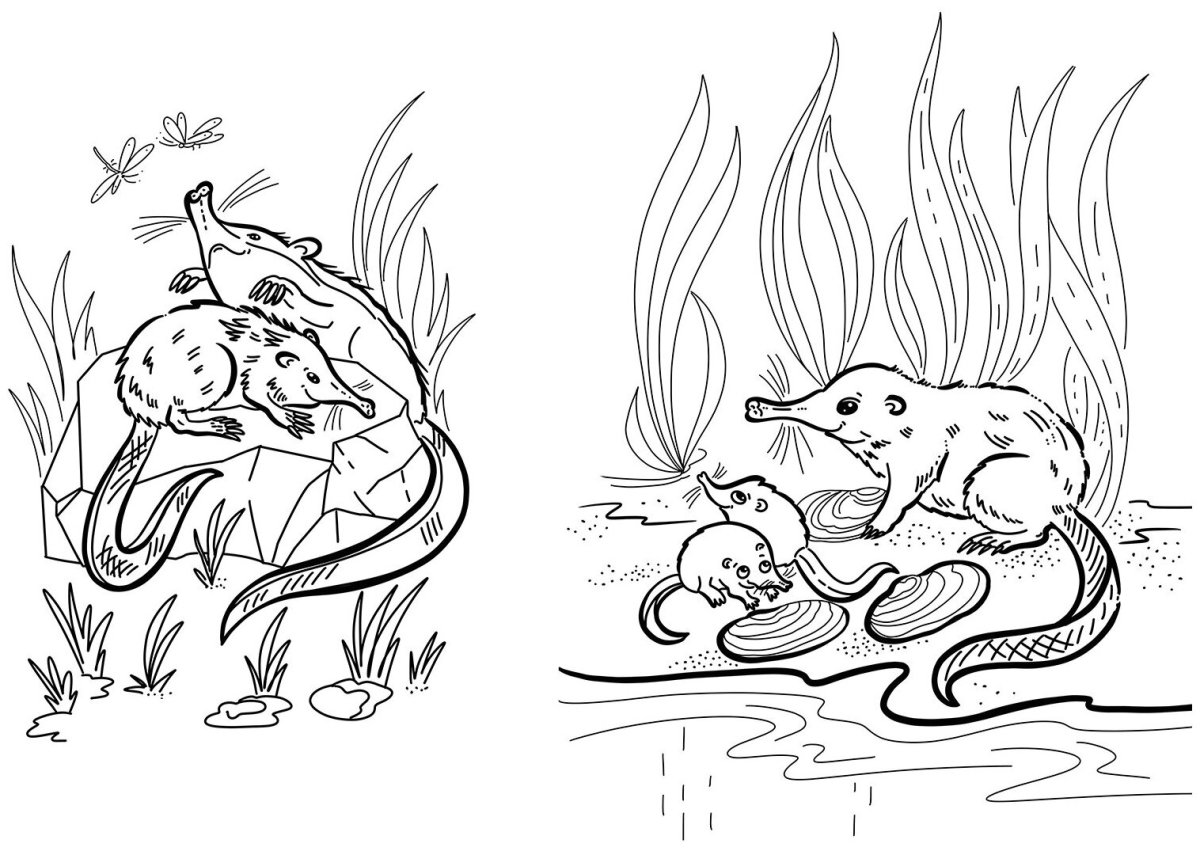 Русская выхухоль