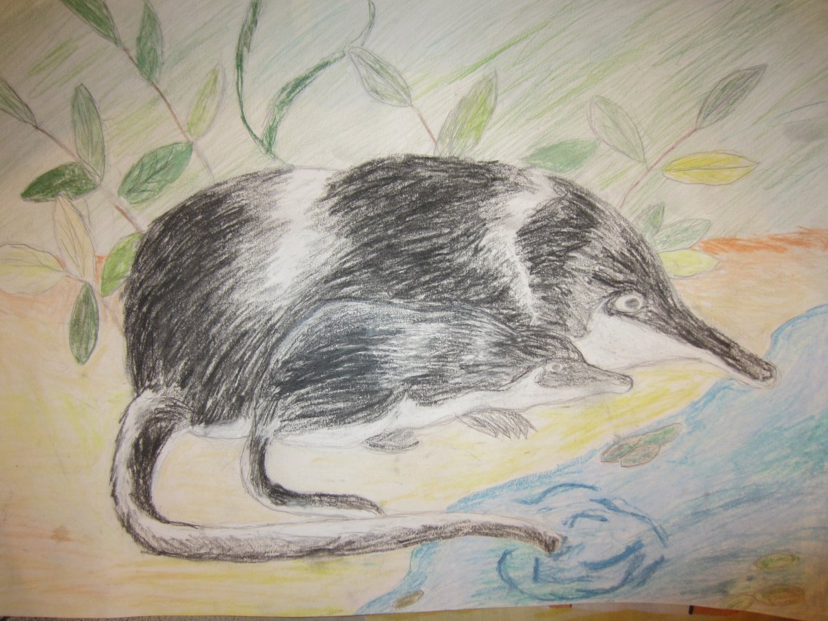 Раскраска бобра для детей