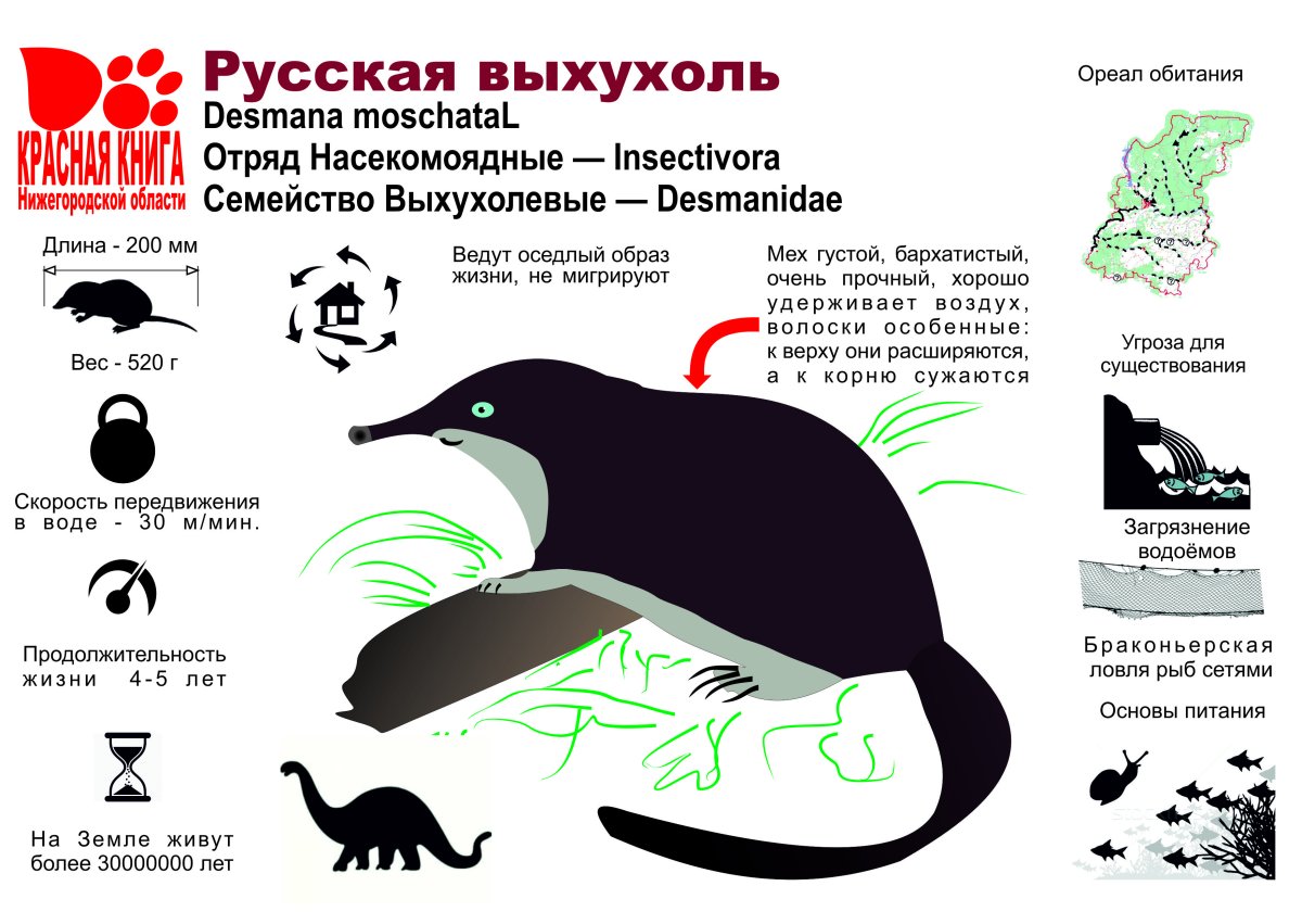 Выхухоль мультяшная