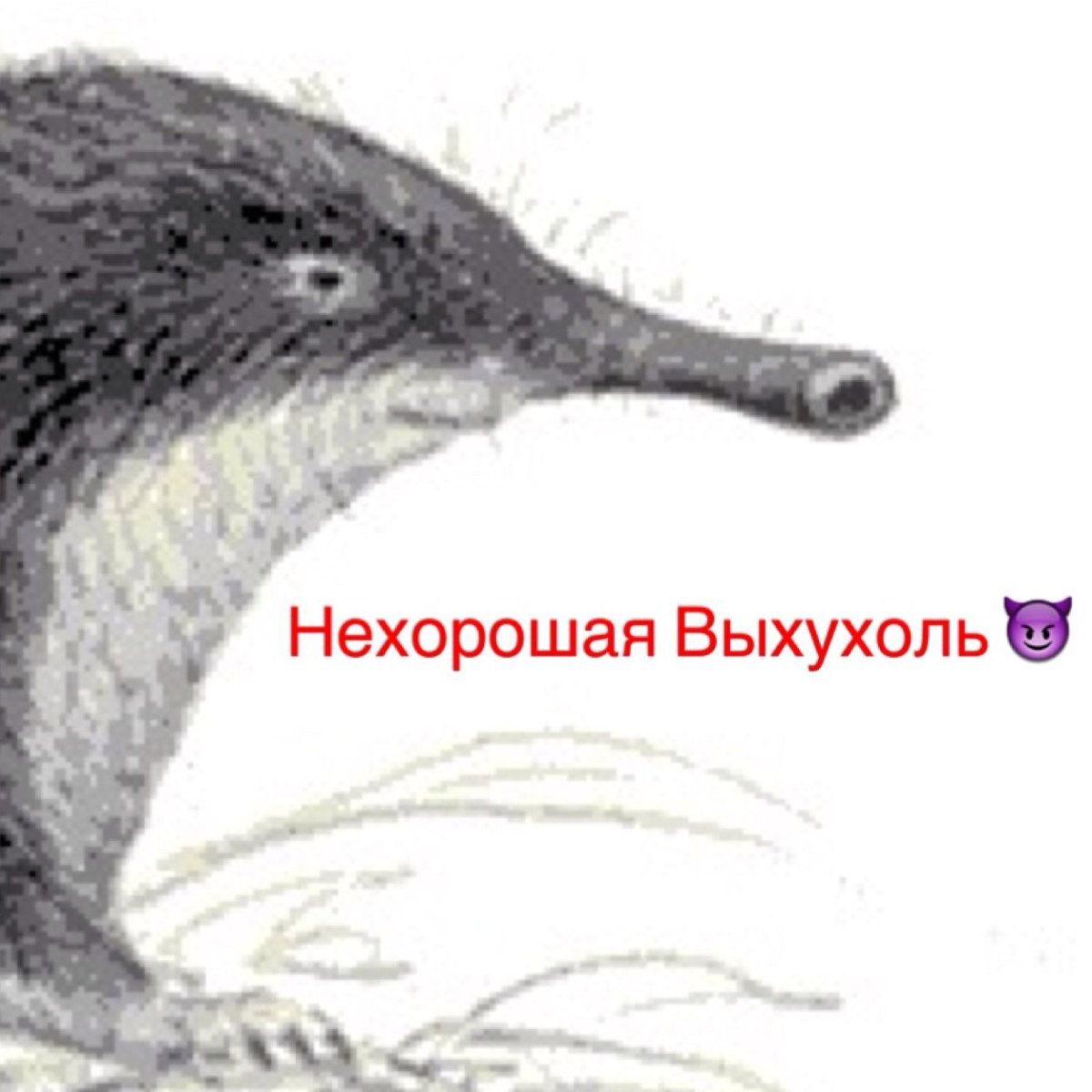 Выхухоль силуэт