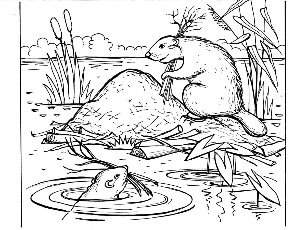 Русская выхухоль Desmana moschata