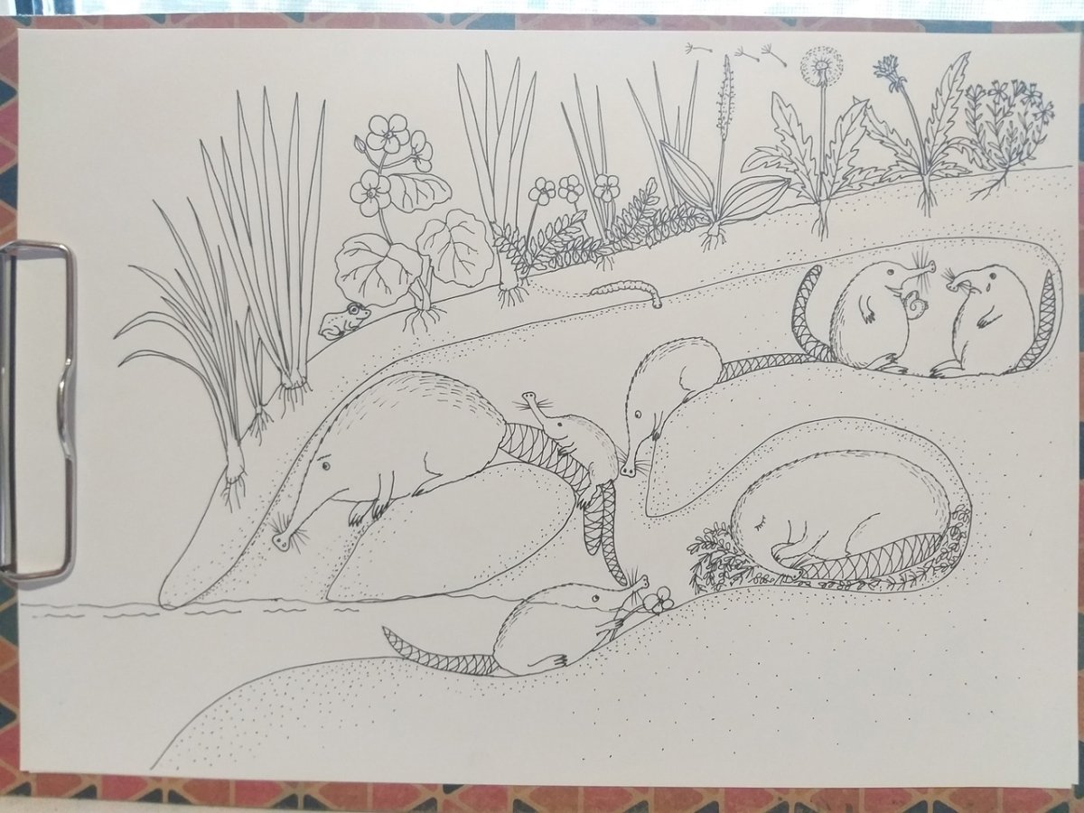 Миронов выхухоль