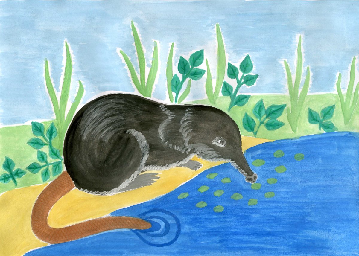 Череп выхухоли