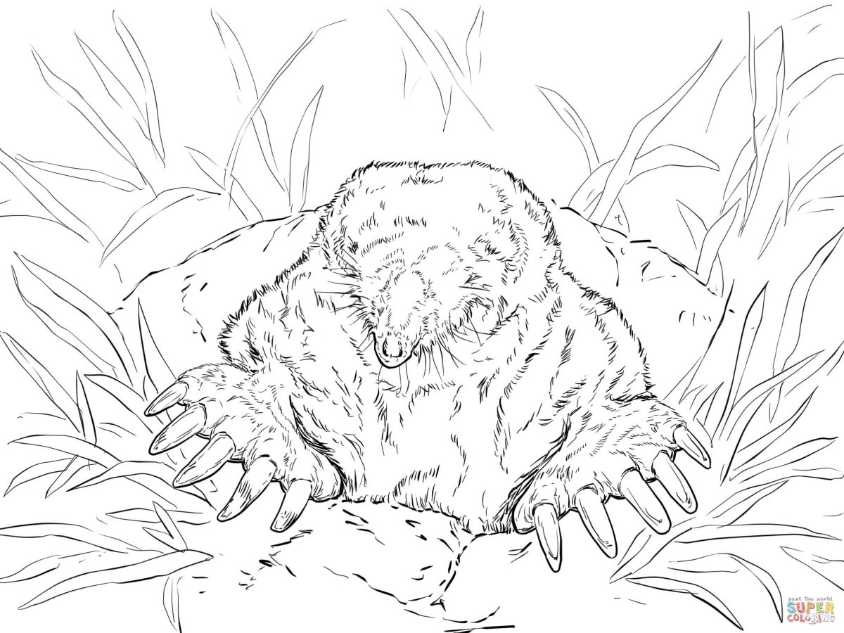 Раскраска бобра