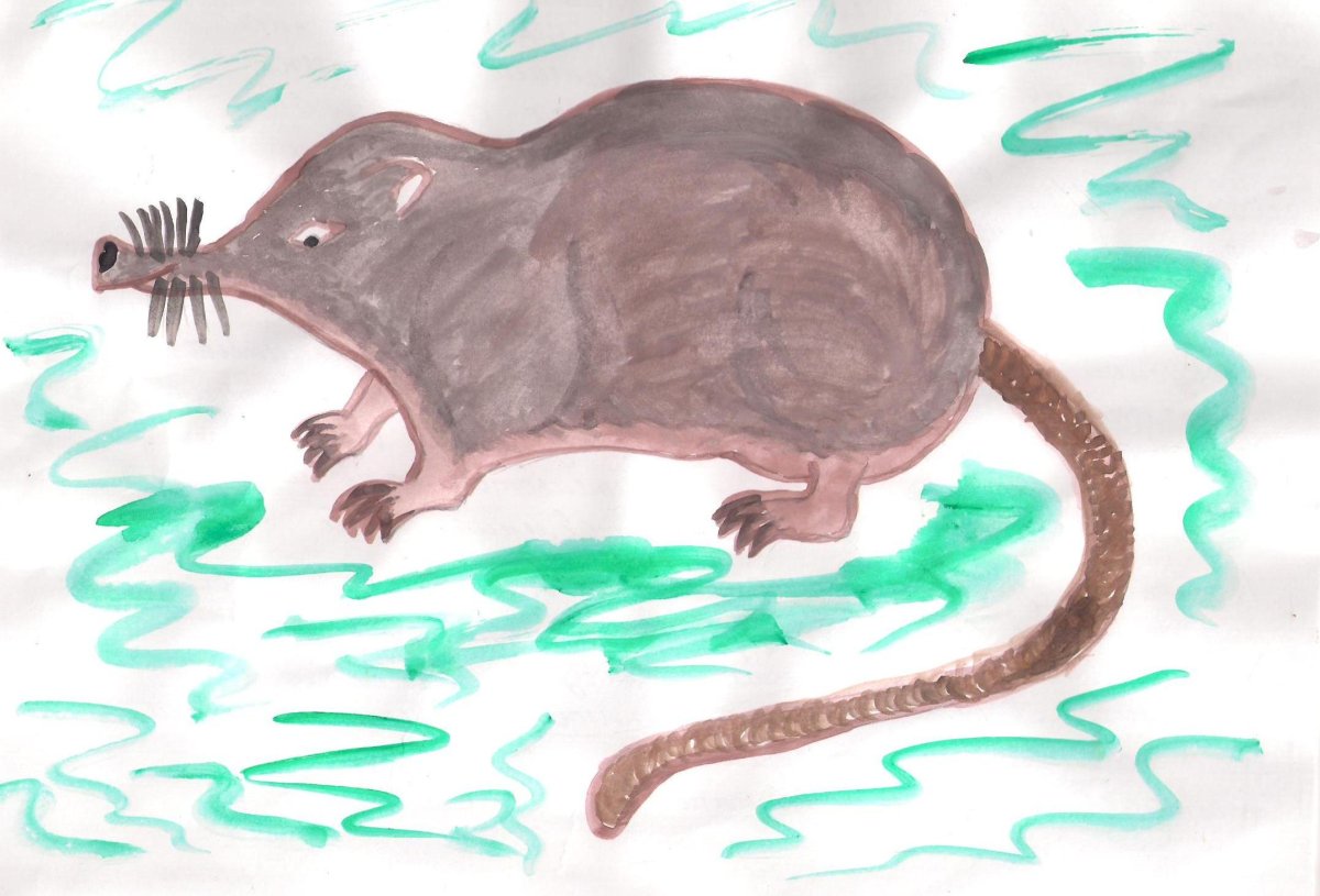 Эмблема русской выхухоли