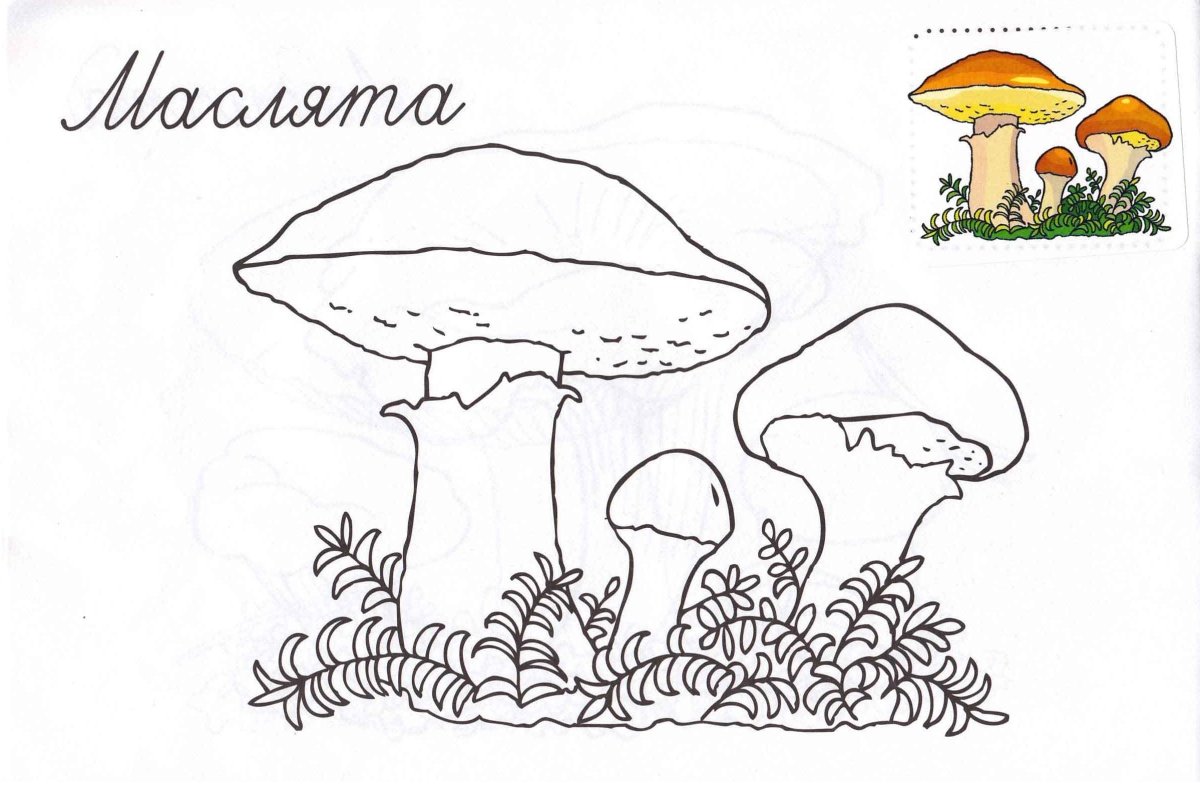 Задание съедобные и несъедобные грибы