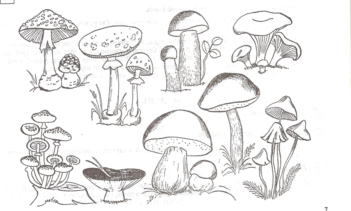 Гриб Боровик раскраска