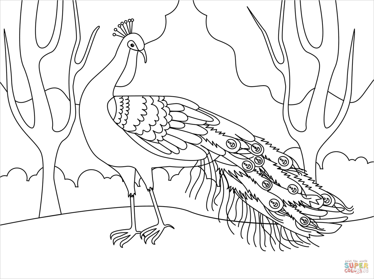Хвост птицы раскраска для детей