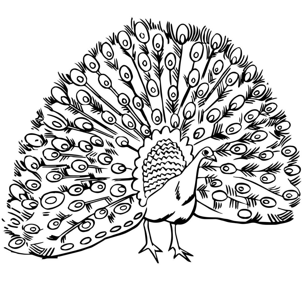 Павлин раскраска для малышей