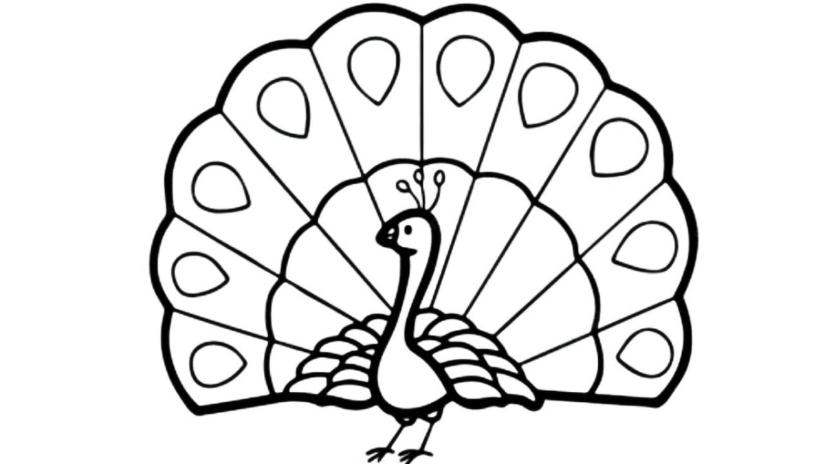 Павлин с распущенным хвостом вектор