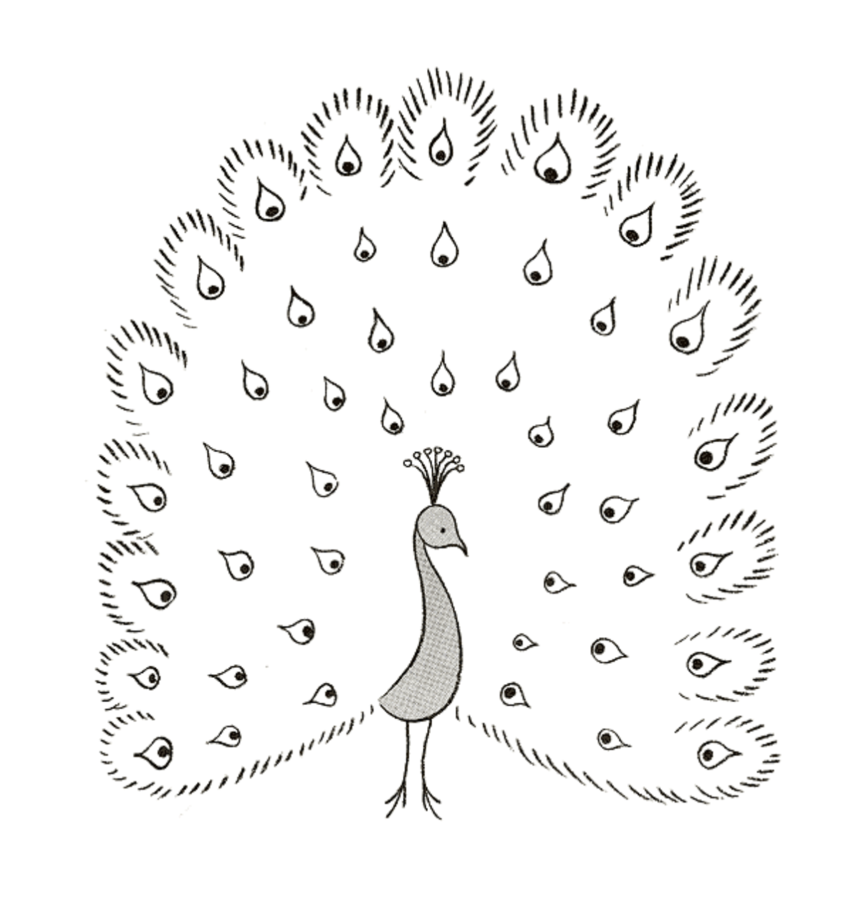 Рисунок карандашом Павлин сбоку