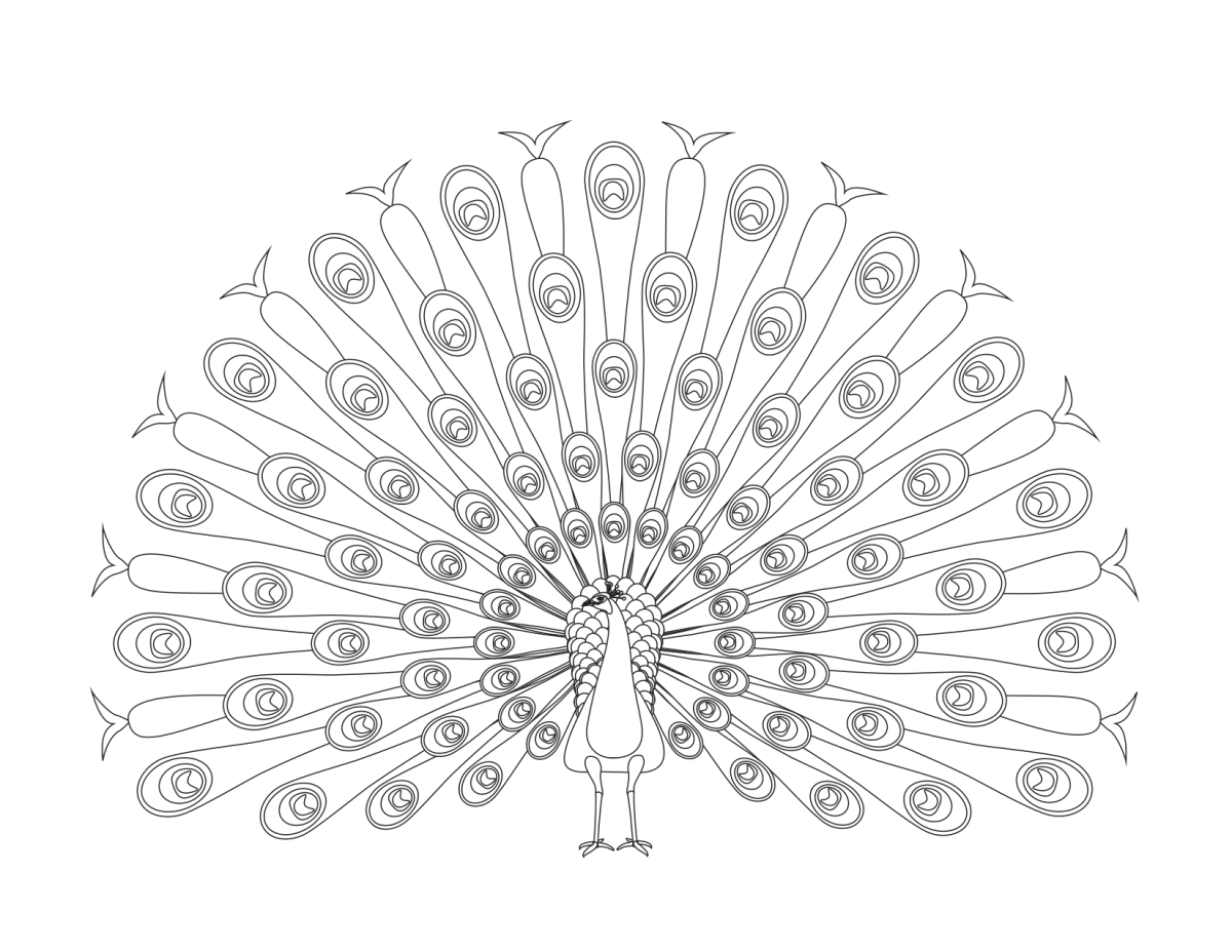 Павлин рисунок