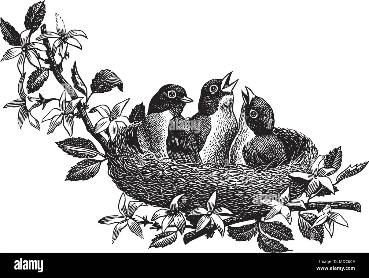 Раскраска птицы Ласточка