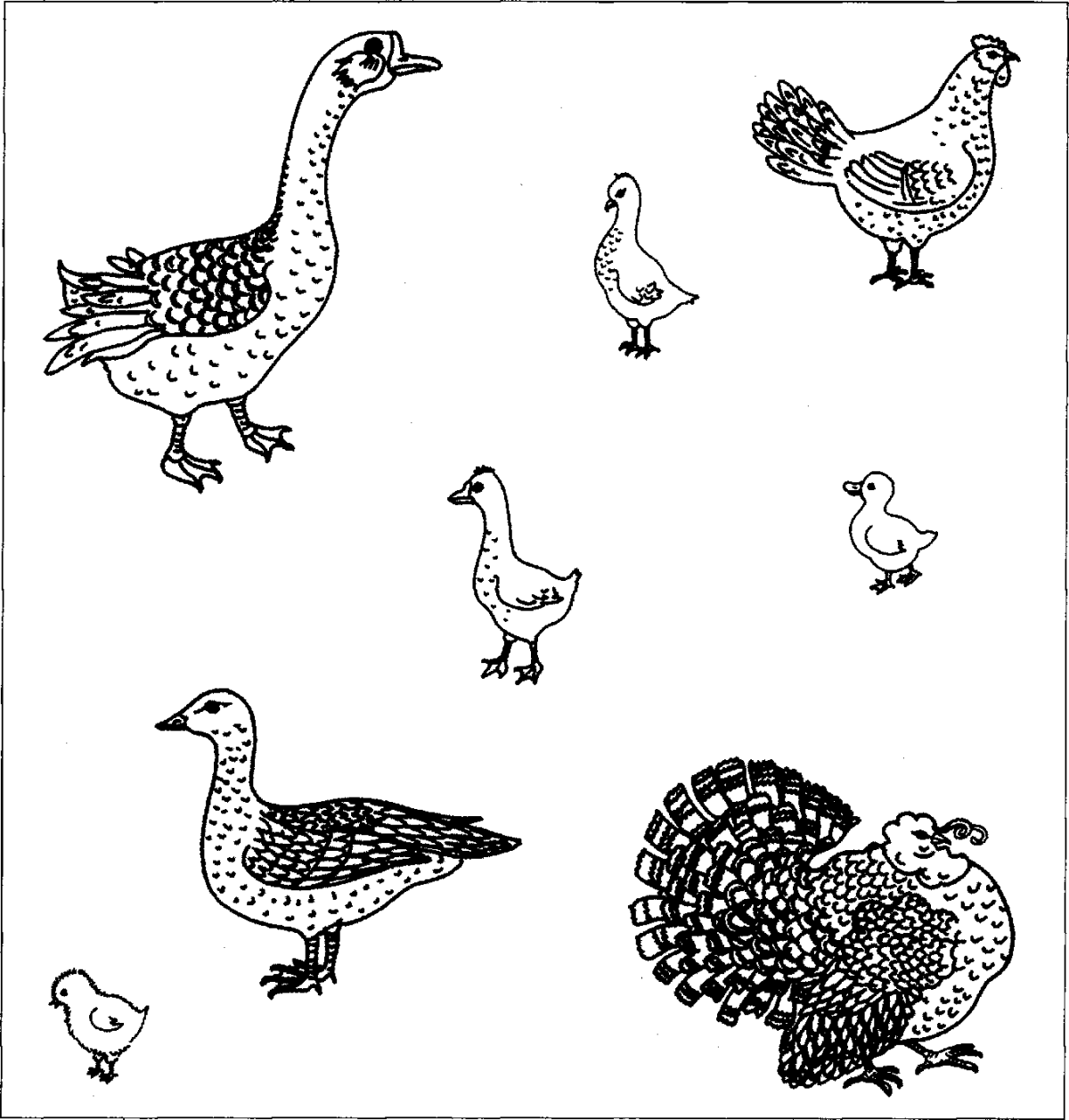 Домашние птицы задания для дошкольников