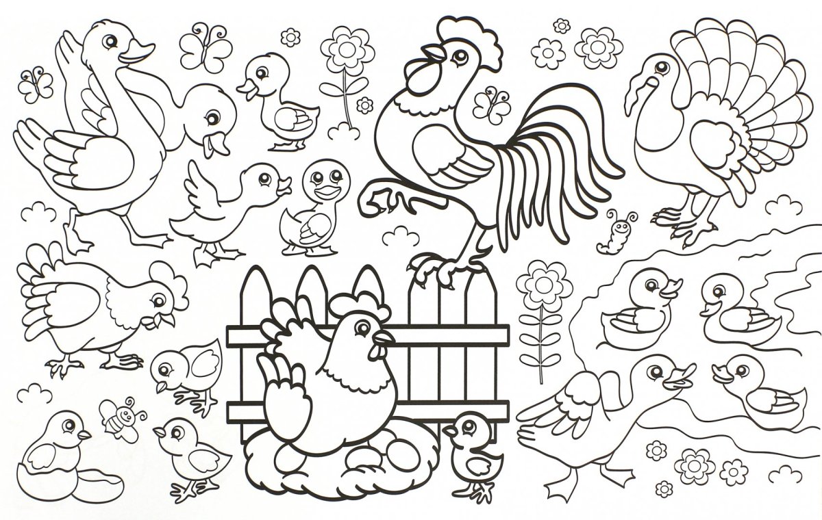 Домашние птицы. Раскраска